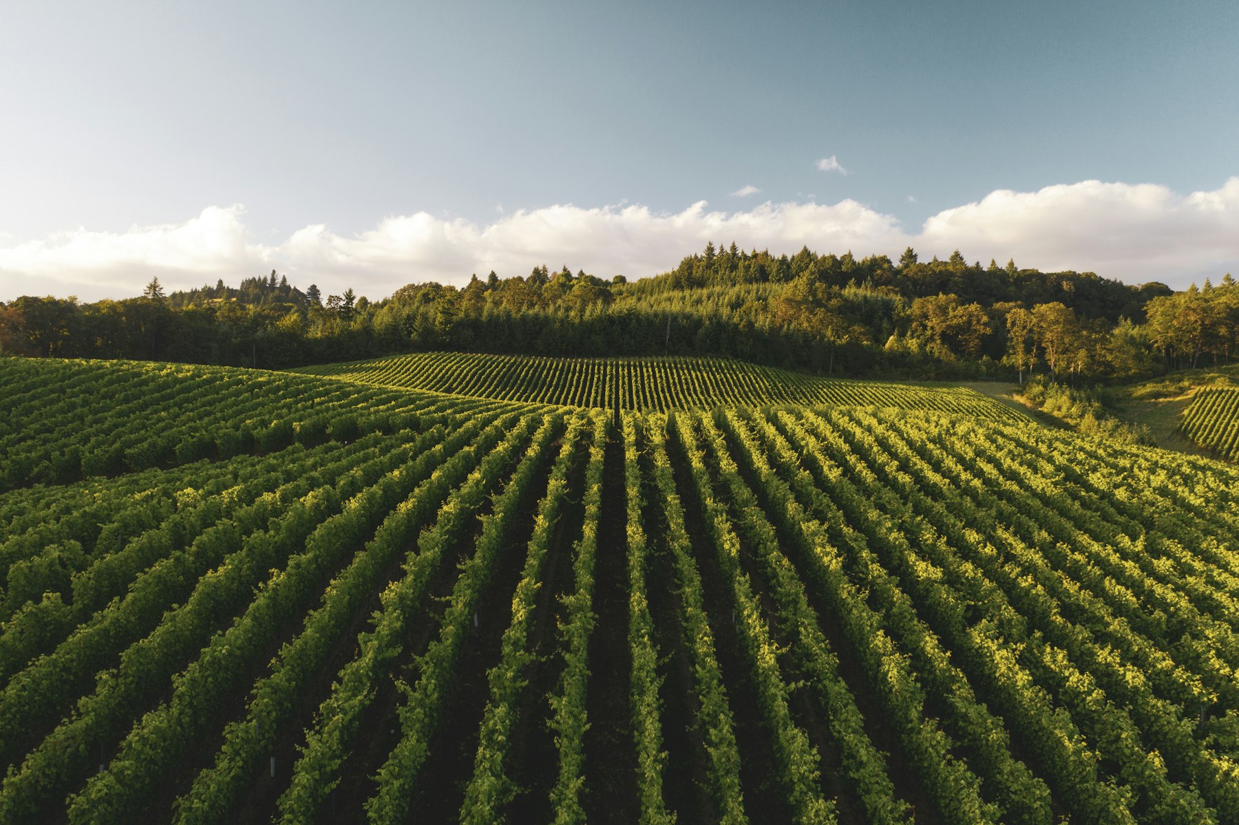 Vineyard rows at golden hour, aerial view